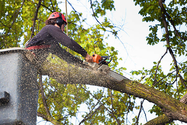 Best Hazardous Tree Removal  in Eaton Estates, OH